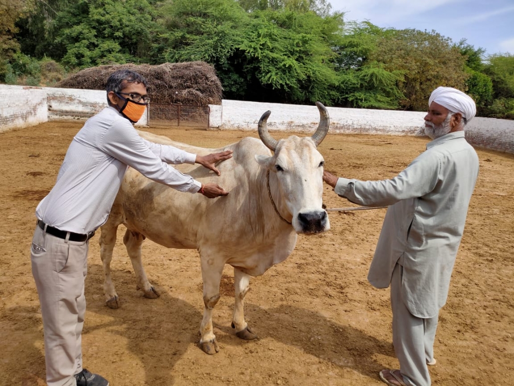 लॉकडाउन : गौशालाओं प्रतिदिन निरीक्षण करें पशु चिकित्सक, चारे की न रहे कमी : उपायुक्त