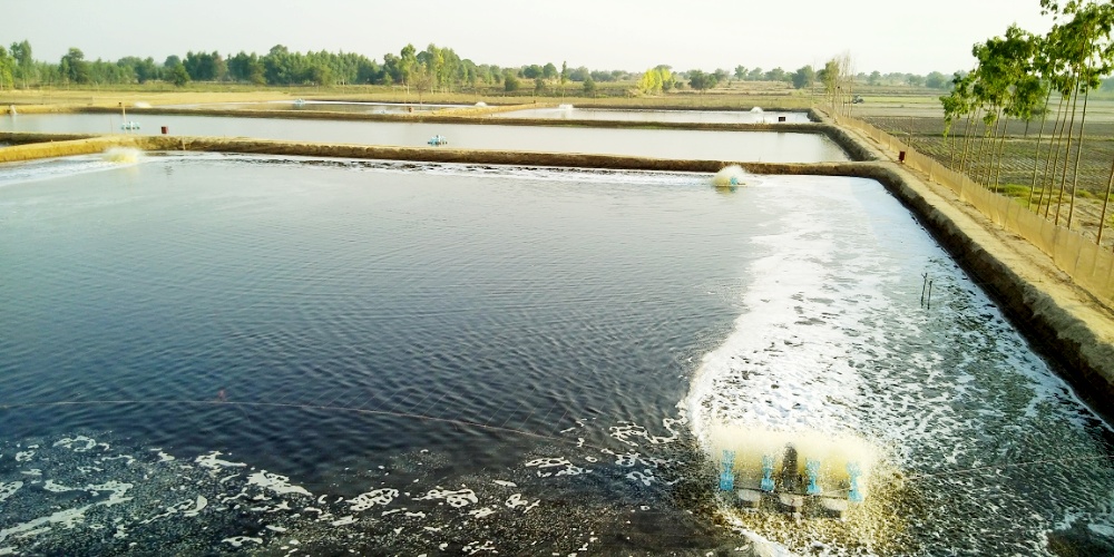 जिला में किसानों व युवाओं के लिए वरदान साबित हो रहा है मत्स्य पालन व्यवसाय